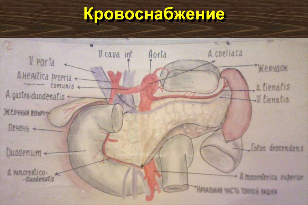 Кровоснабжение