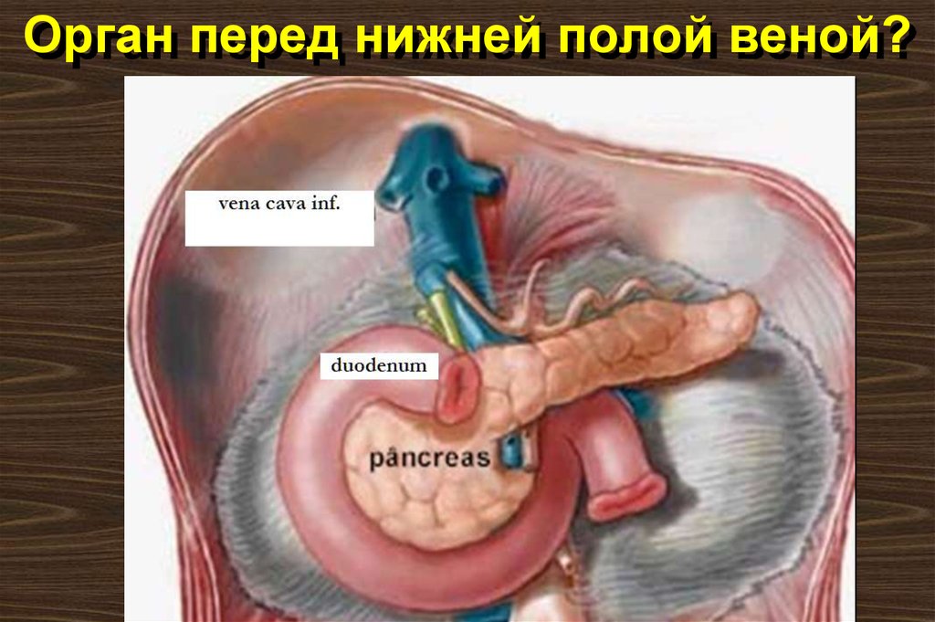 Орган перед нижней полой веной?