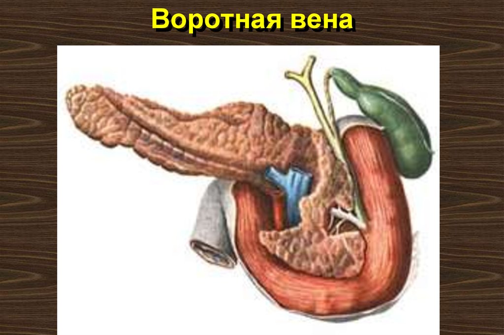 Воротная вена