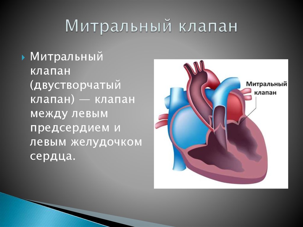 Презентация клапаны сердца