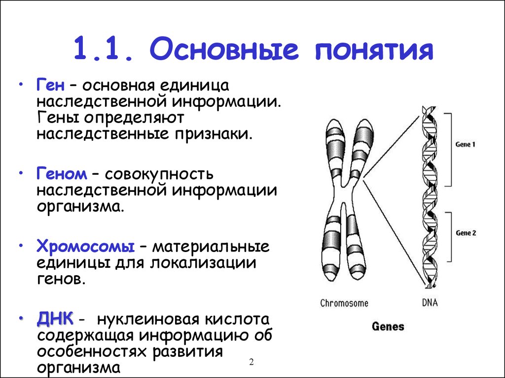 Наследственные задатки организма. Хромосомная схема определение. Хромосома состоит схема. Гены и хромосомы. ДНК хромосомы гены.