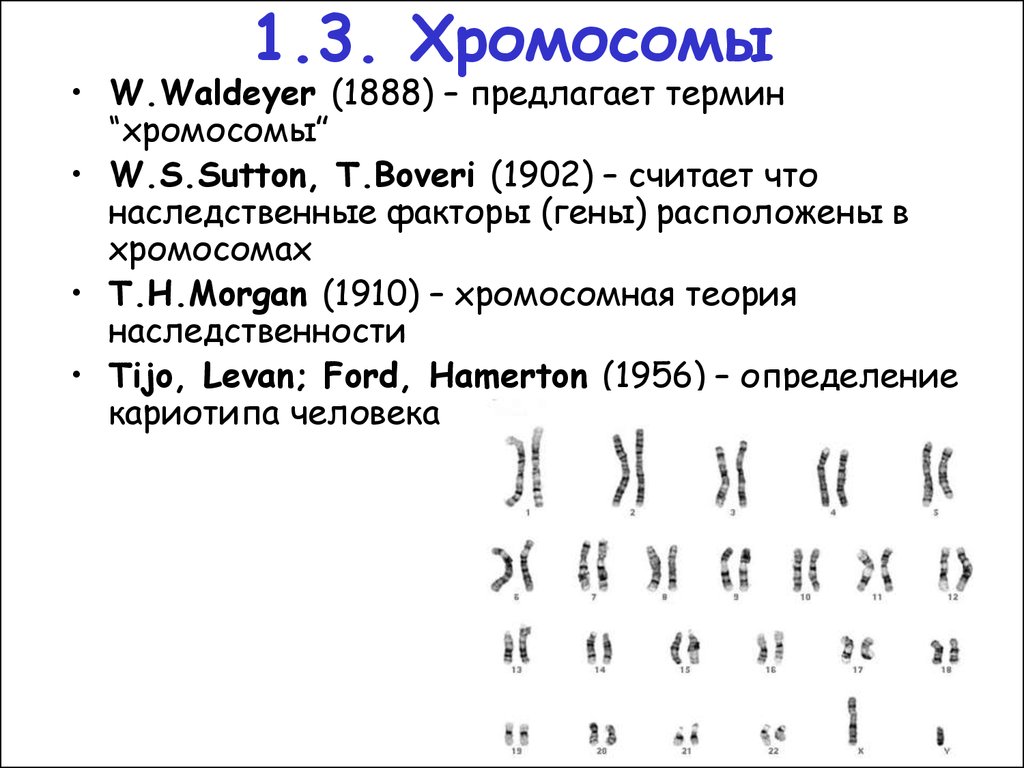 Термин хромосома. 3 Хромосома. Вальдейер хромосома.