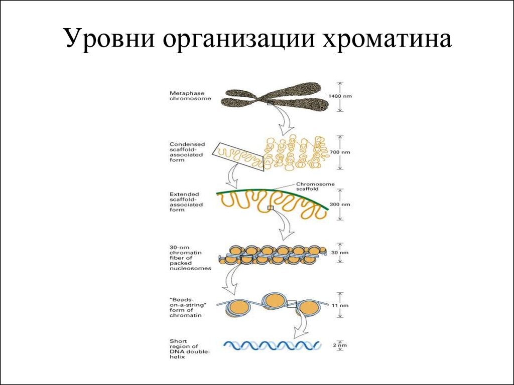 Стадии спирализации хромосом. Уровни структурной организации хроматина хромосом. . Структурная организация хроматина. Уровни компактизации ДНК.. Уровни организации интерфазного хроматина. Уровни укладки ДНК В составе хроматина.