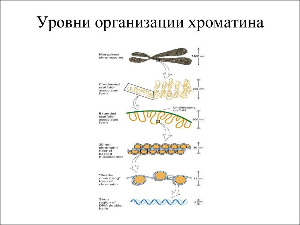 Стадии спирализации хромосом