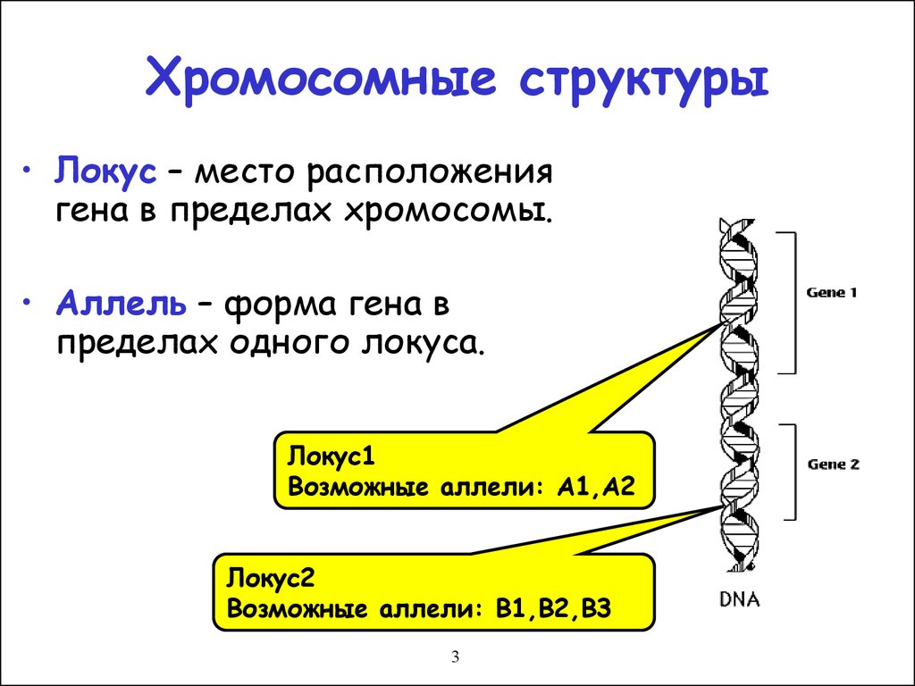 Местоположение генов в хромосоме. Локус и аллель. Локусы хромосом. Ген хромосома Локус. Аллельные гены Локус.