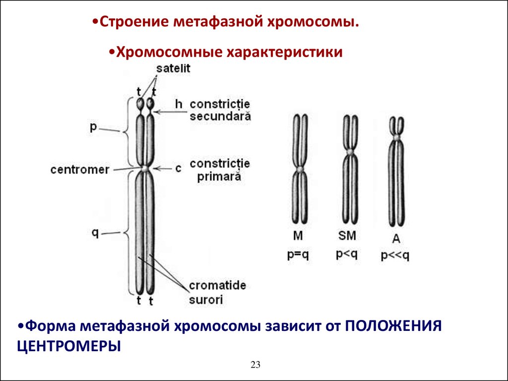 Внутреннее строение хромосом. Схема строения метафазной хромосомы. Строение метафазной хромосомы. Строение хромосомы рисунок. Строение хромосомы метафазная хромосома.