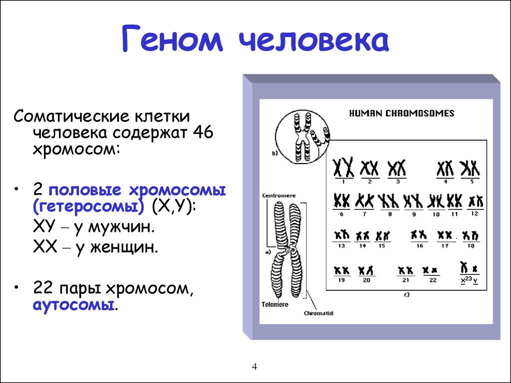 Геном человека схема