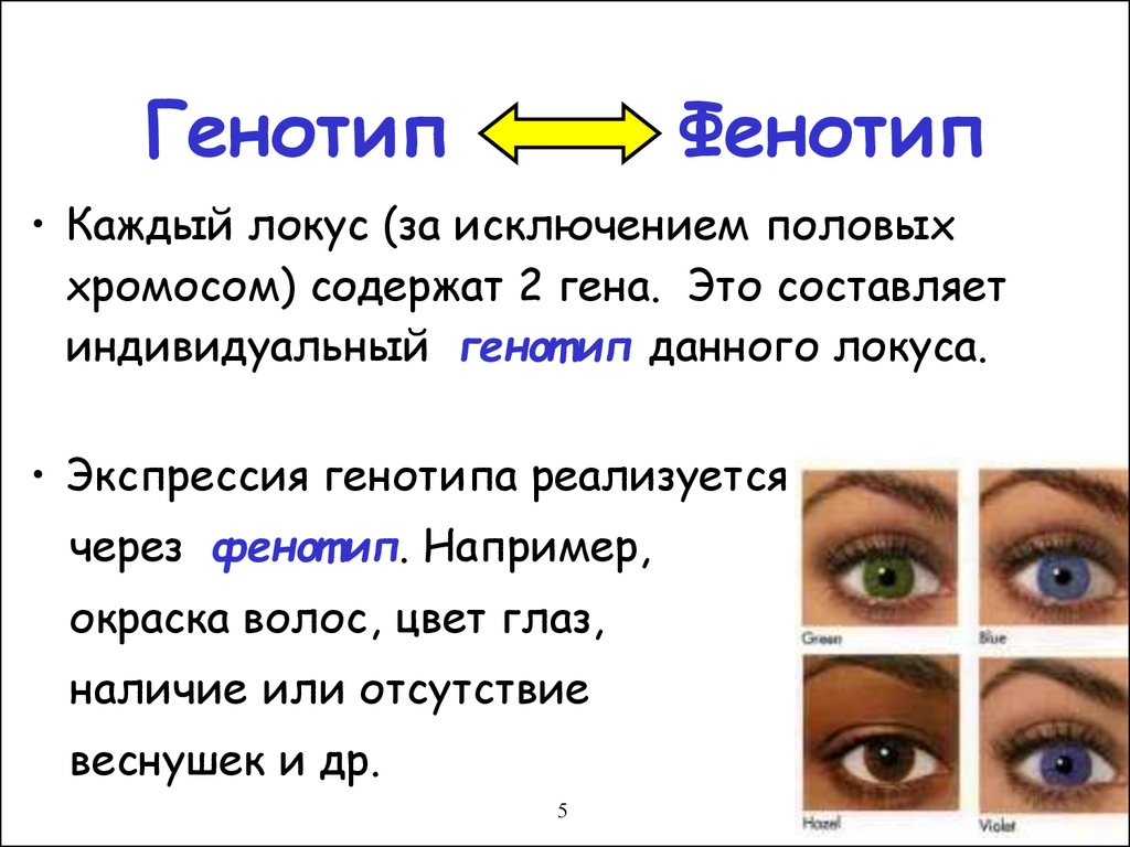 Рецессивные глаза. Фенотип это в биологии кратко. Фенотип примеры. Генотип и фенотип. Генотип пример.