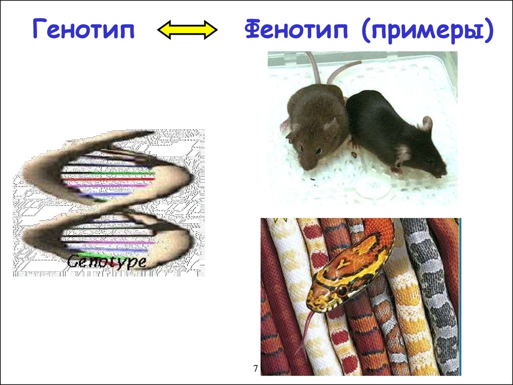 Разные генотипы