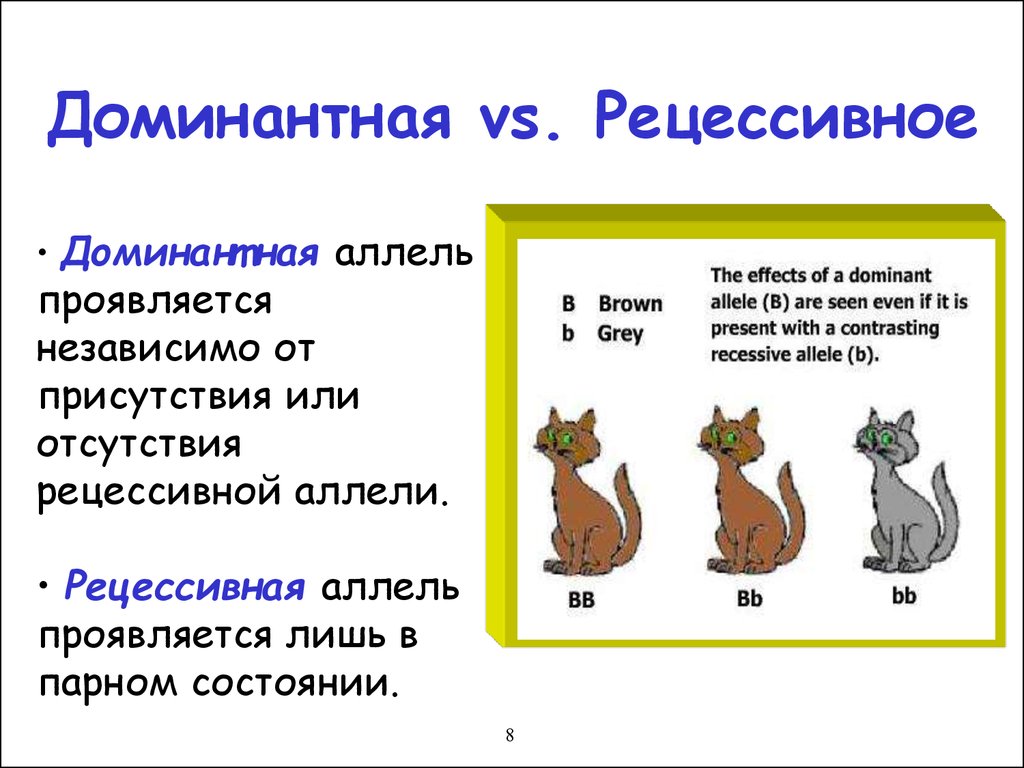 Рецессивные признаки животных. Рецессивныйный признак. Рецессивный аллель. Доминантные и рецессивные аллели. Доминантные и рецессивные признаки примеры.