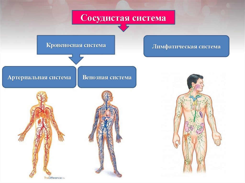 Кровеносная и лимфатическая система