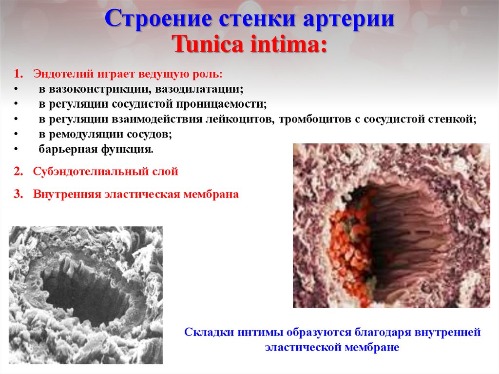 Слои образующие стенки артерии