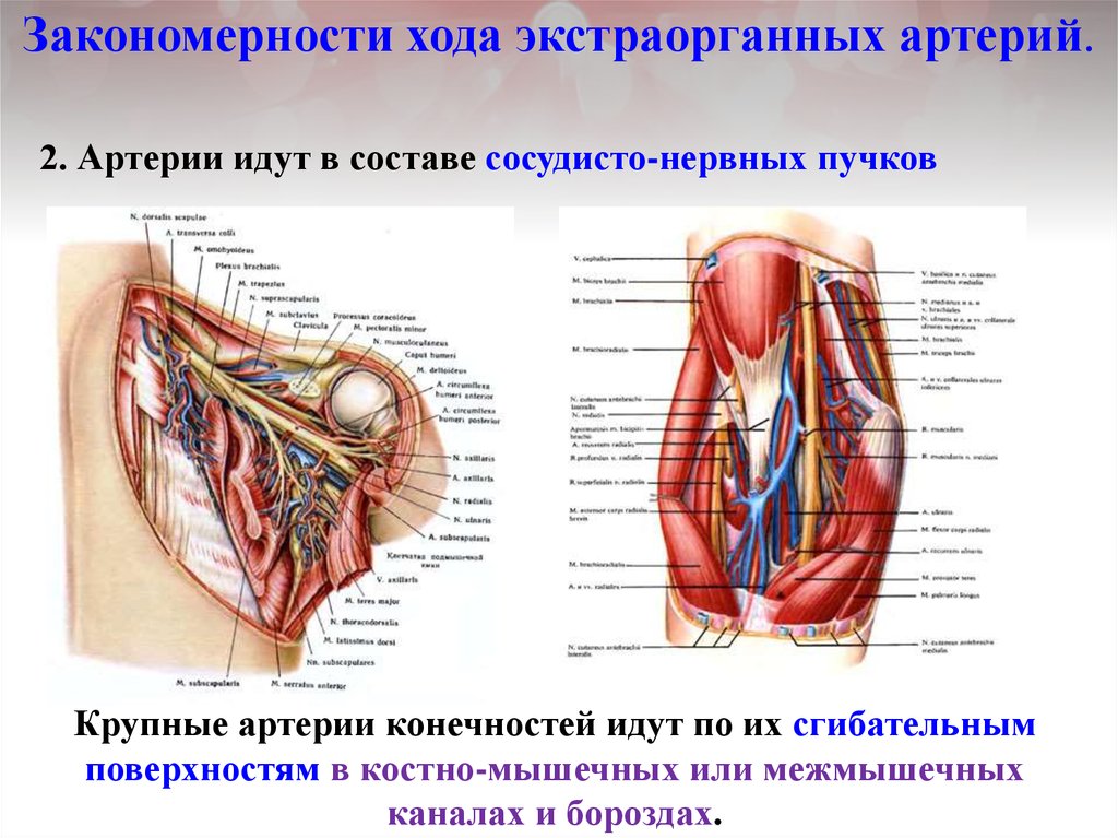 Сосудисто нервный пучок. Сосудисто нервный пучок анатомия. Экстраорганные сосуды. Сосудисто нервный пучок состоит из. Закономерности хода артерий.