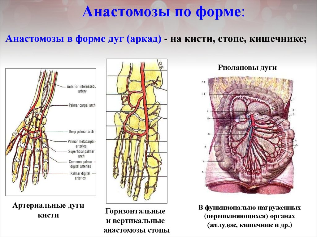 Коллатеральное кровообращение презентация