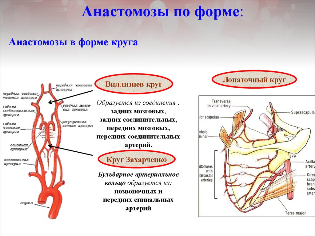 Лопаточный анастомоз схема