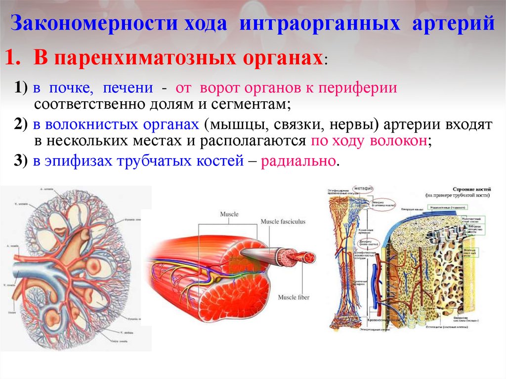 Какие особенности строения артерии. Строение полых и паренхиматозных органов анатомия. Распределение артерий в полых и паренхиматозных органах. Особенности кровоснабжения паренхиматозных органов. Полые и паренхиматозные органы таблица.