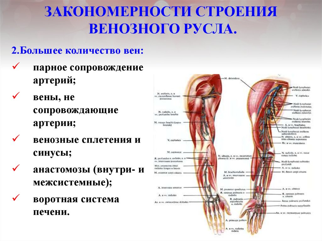 Особенность строения вены по сравнению с артерией