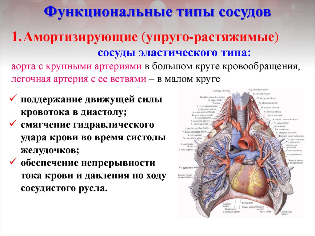 Коллатеральное кровообращение презентация