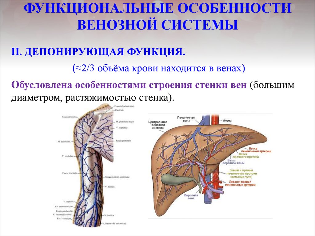 Вены функции. Особенности венозной системы. Особенности строения венозной системы. Функциональная анатомия венозной системы. Функции венозной системы анатомия.