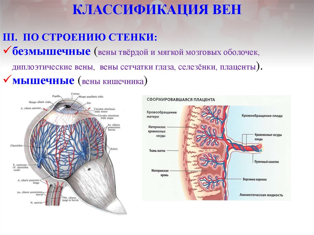 Особенность строения вены по сравнению с артерией. Строение стенок вен анатомия. Вены классификация анатомия. Классификация вен по строению стенки. Строение и классификация вен.