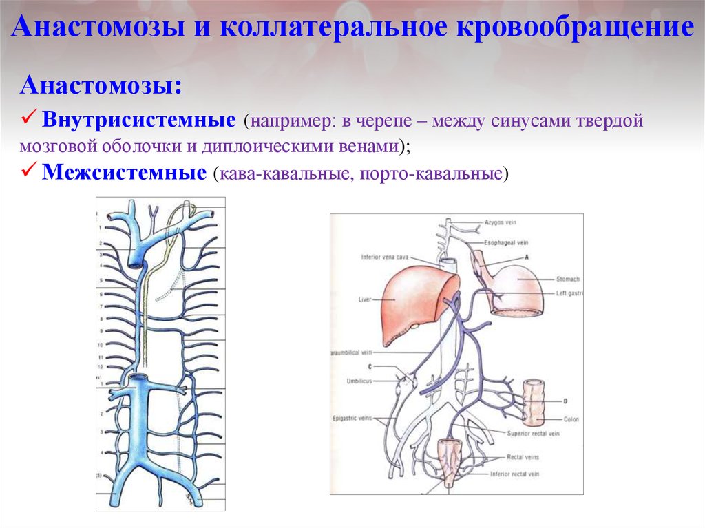 Венозные анастомозы рисунок