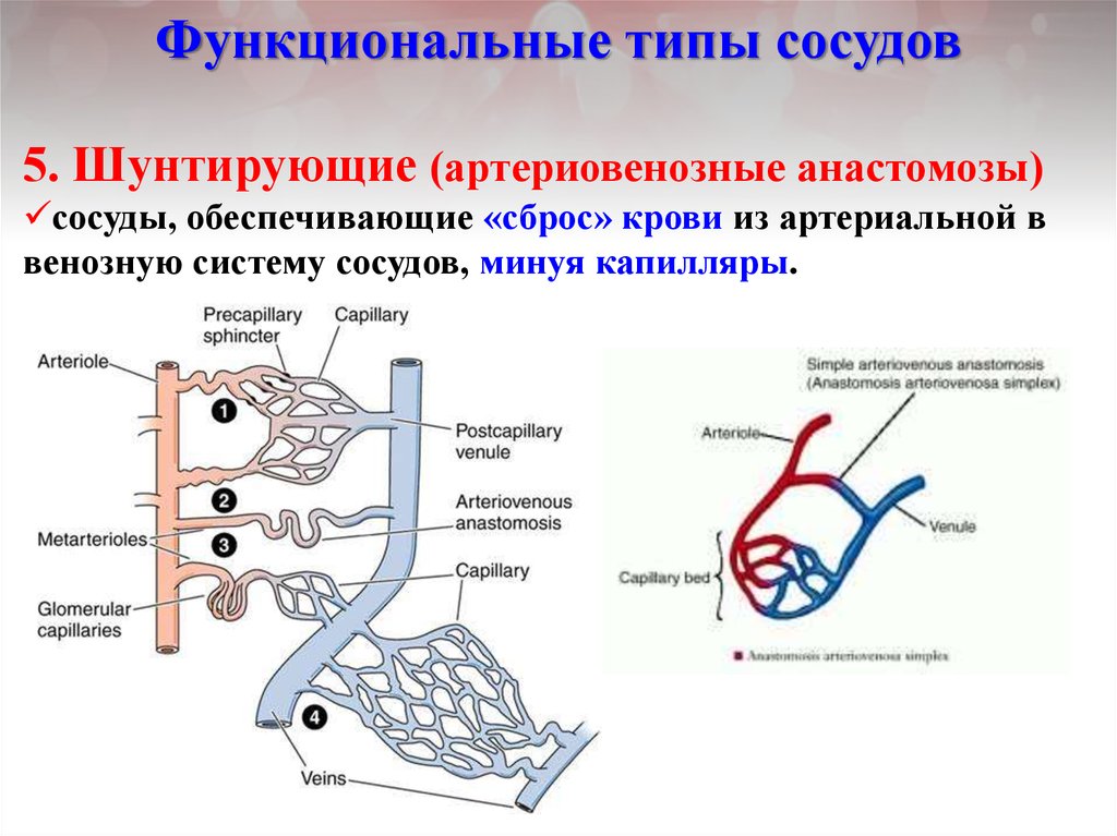 Виды артерий. Шунтирующие сосуды сосуды. Функциональные типы сосудов. Функциональные типы сосудов физиология. Артериовенозные шунты физиология.