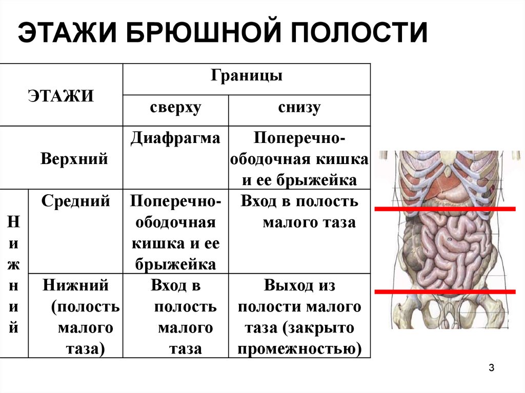 Образование в области живота. Этажи брюшной полости топографическая анатомия. Нижний этаж брюшной полости топографическая анатомия. Верхний этаж брюшины границы. Стенки брюшины анатомия.