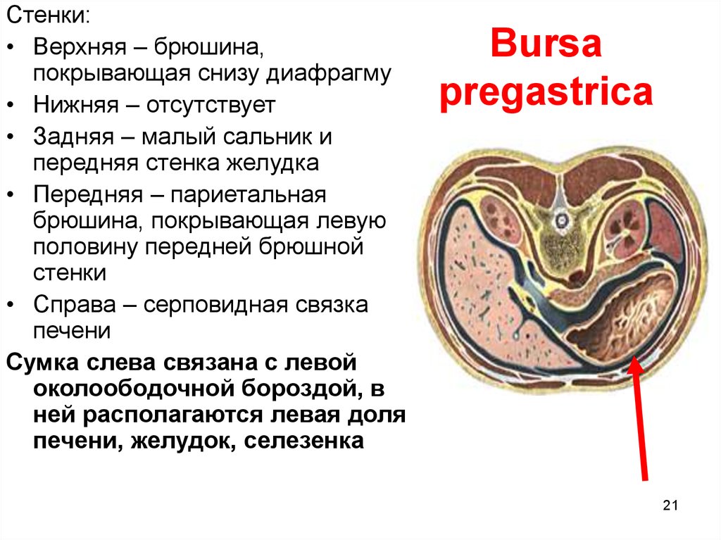 bursa hepatica and bursa pregastrica : Anatomy