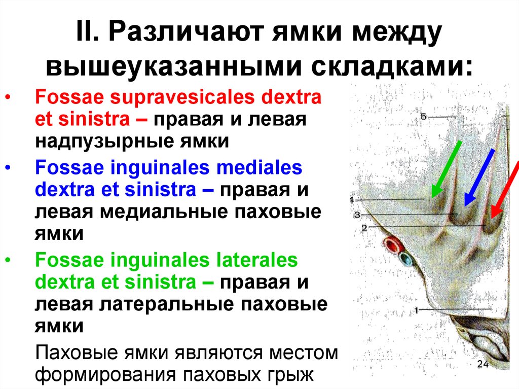 Располагающаяся между. Ямки и складки внутренней поверхности брюшной стенки. Складки и ямки передней брюшной стенки. Складки и ямки на задней поверхности брюшной стенки.