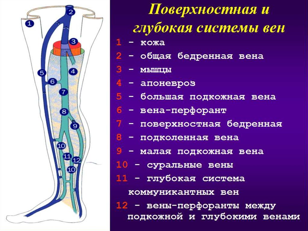 Анатомия вен ноги. Мазайшвили ультразвуковая анатомия вен нижних конечностей. Перфорантные вены нижних конечностей анатомия. Вена нижней конечности анатомия. Поверхностные вены нижней конечности анатомия.
