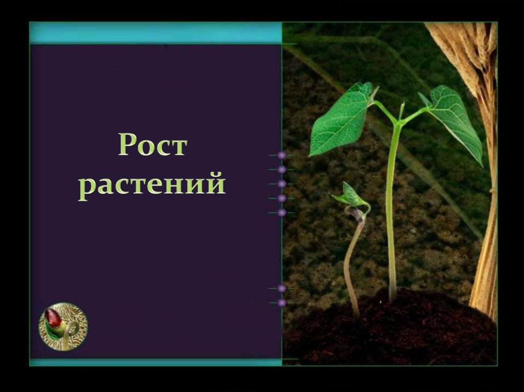 В чем особенность роста у растений. Рас рост. Рост растений. Рост растений фото. Название роста растения.