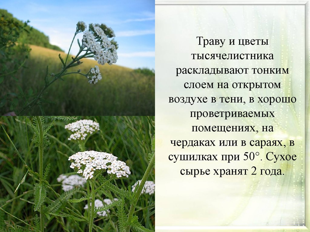 Красящая трава 6 букв сканворд. Лекарственные растения обладающие желчегонным действием. Кроссворд лекарственные растения. Желчегонные травы. Кроссворд лекарственные травы.