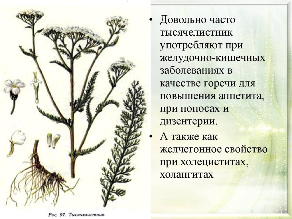 Комнатное растение 7 букв сканворд на д. К желчегонным растениям относят:.