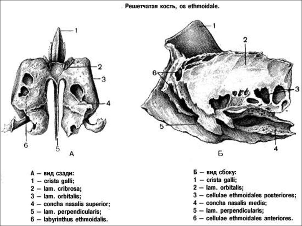 Продырявленная пластинка решетчатой кости. Решетчатая кость анатомия Синельников. Решетчатая кость вид сбоку. Решетчатая кость вид справа. Кости черепа человека анатомия решетчатая кость.