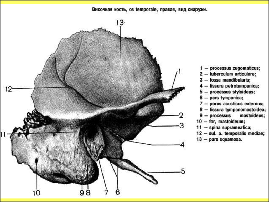 Каменистая ямочка височной кости. Сосцевидный каналец височной кости. Строение височной кости анатомия. Височная кость анатомия строение черепа. Височная кость строение на латыни.