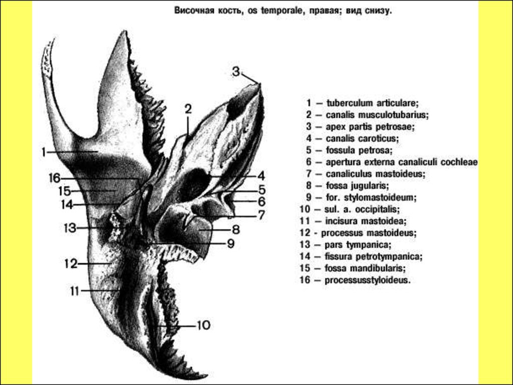 Височная пирамида. Височная кость строение снизу. Мышечно-трубный канал височной кости. Мышечно трубный канал височной кости на латинском. Височная кость черепа человека.