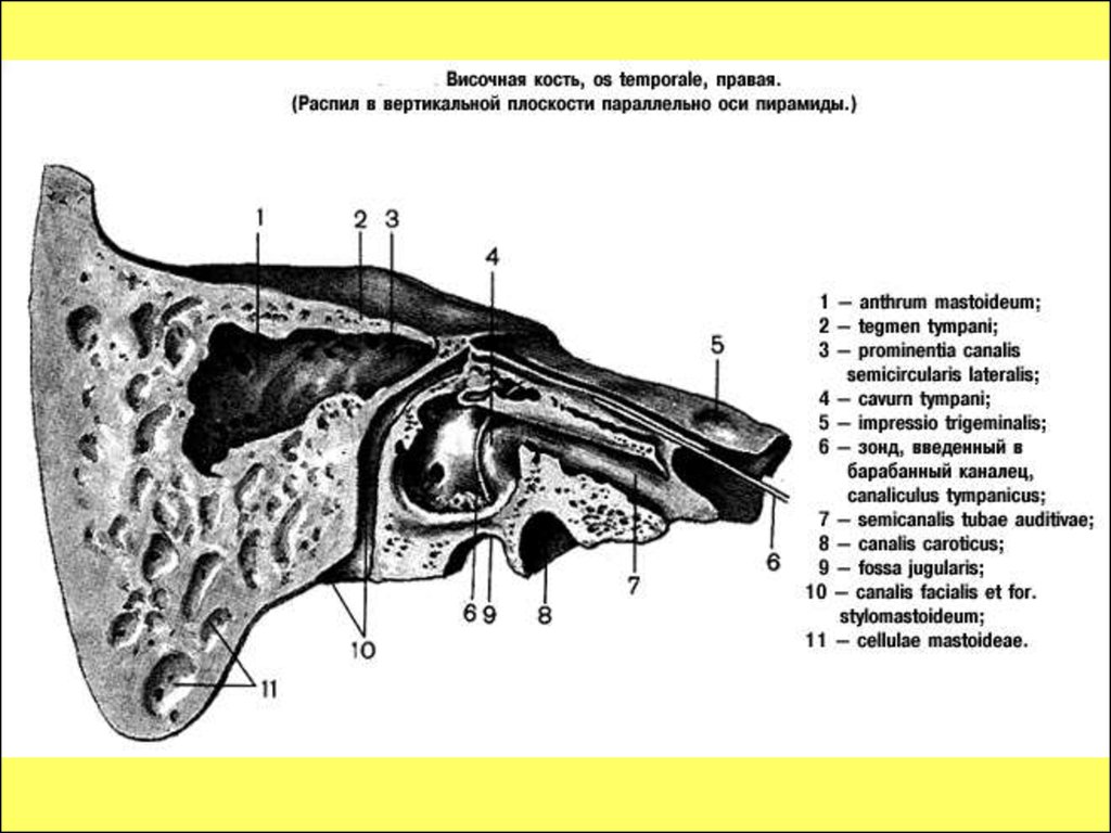 Пирамиды височной. Височная кость части строение барабанной полости. Строение пирамиды височной кости. Внутреннее сонное отверстие височной кости. Височная кость анатомия каналы.