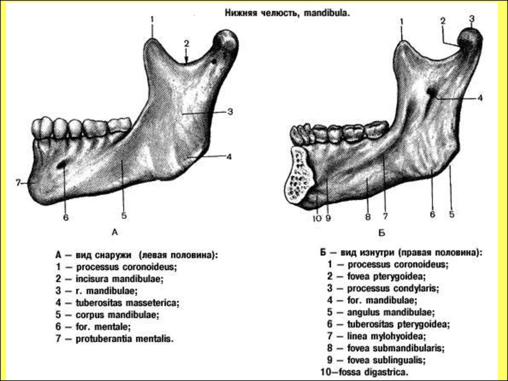 Нижний край нижней челюсти. Нижняя челюсть анатомия медунивер. Нижняя челюсть анатомия латынь. Сагиттальный разрез нижней челюсти. Части нижней челюсти анатомия.