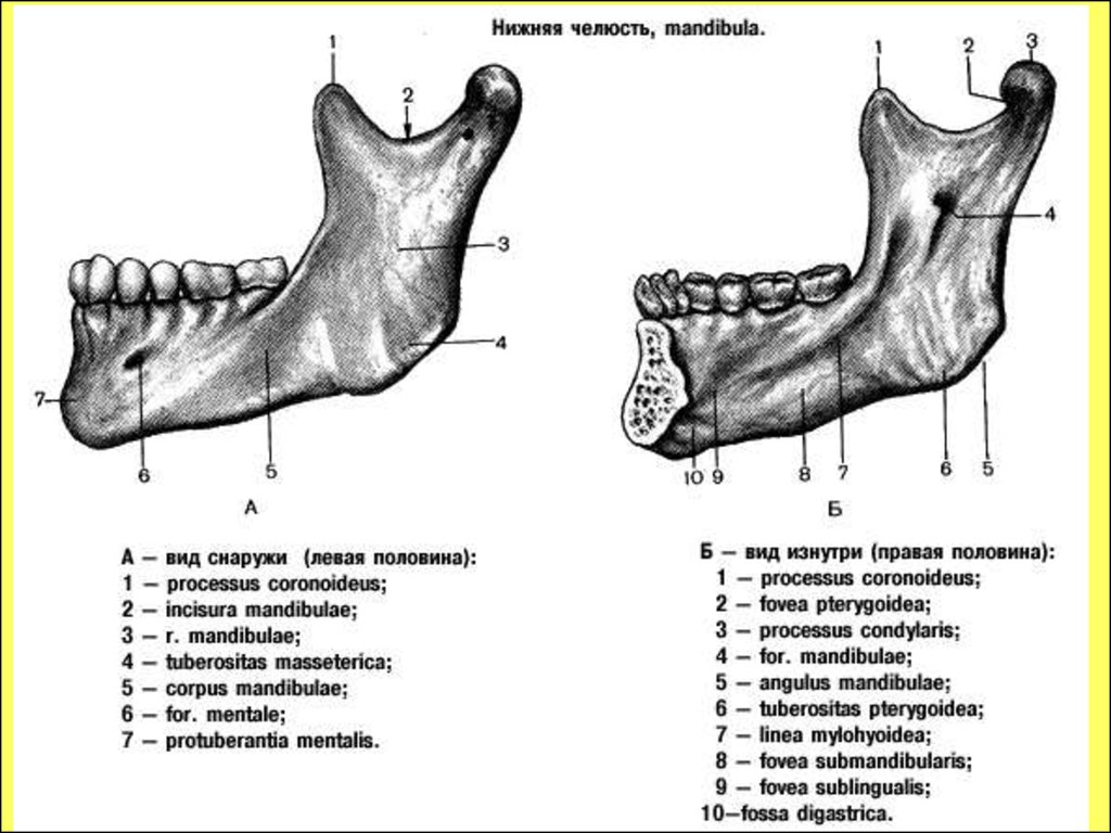 Нижняя челюсть на латыни. Анатомические образования нижней челюсти. Нижняя челюсть анатомия медунивер. Крыловидная ямка нижней челюсти. Челюстно-подъязычная линия нижней челюсти.