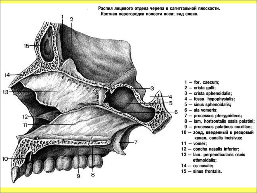 Полости лицевого черепа. Носовая полость строение анатомия латынь. Костная перегородка полости носа анатомия. Костная перегородка носа на латыни. Костные стенки носовой полости анатомия.