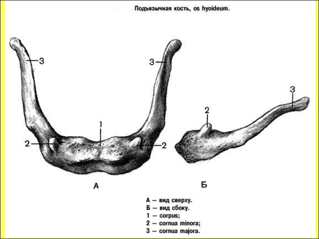 Подъязычная кость. Строение подъязычной кости анатомия. Подъязычная кость анатомия строение. Строение черепа подъязычная кость. Подъязычная кость (os hyoideum).