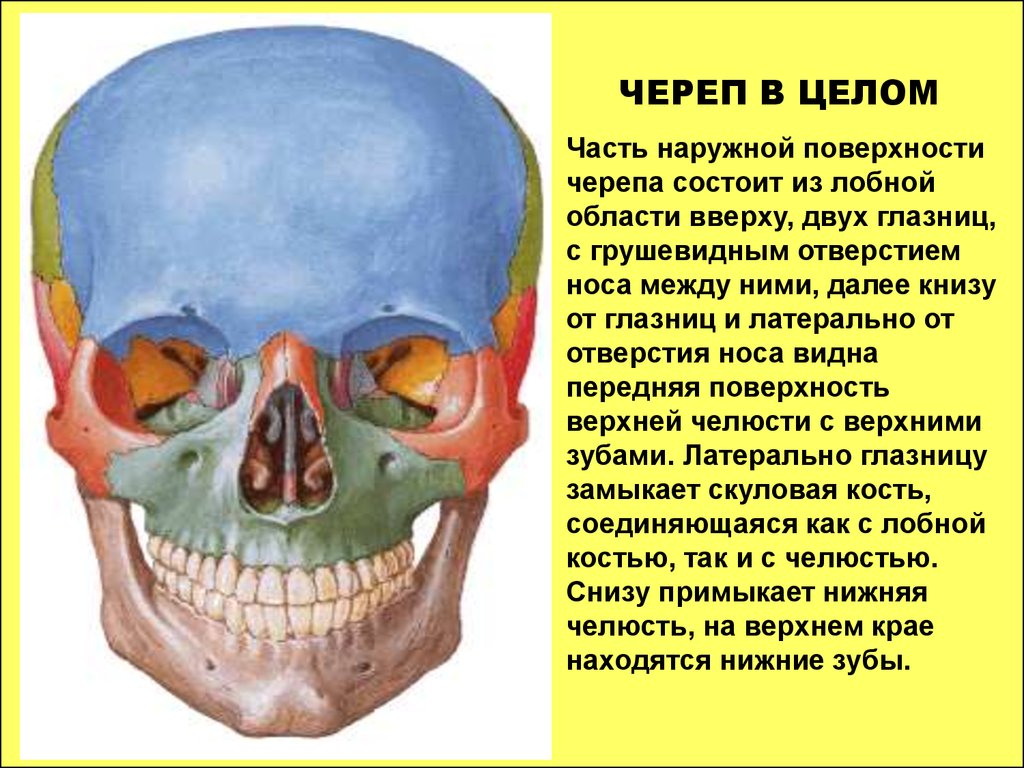 Полости лицевого черепа. Структуры основания черепа. Череп в целом строение. Строение полости черепа. Соединение лицевого черепа.