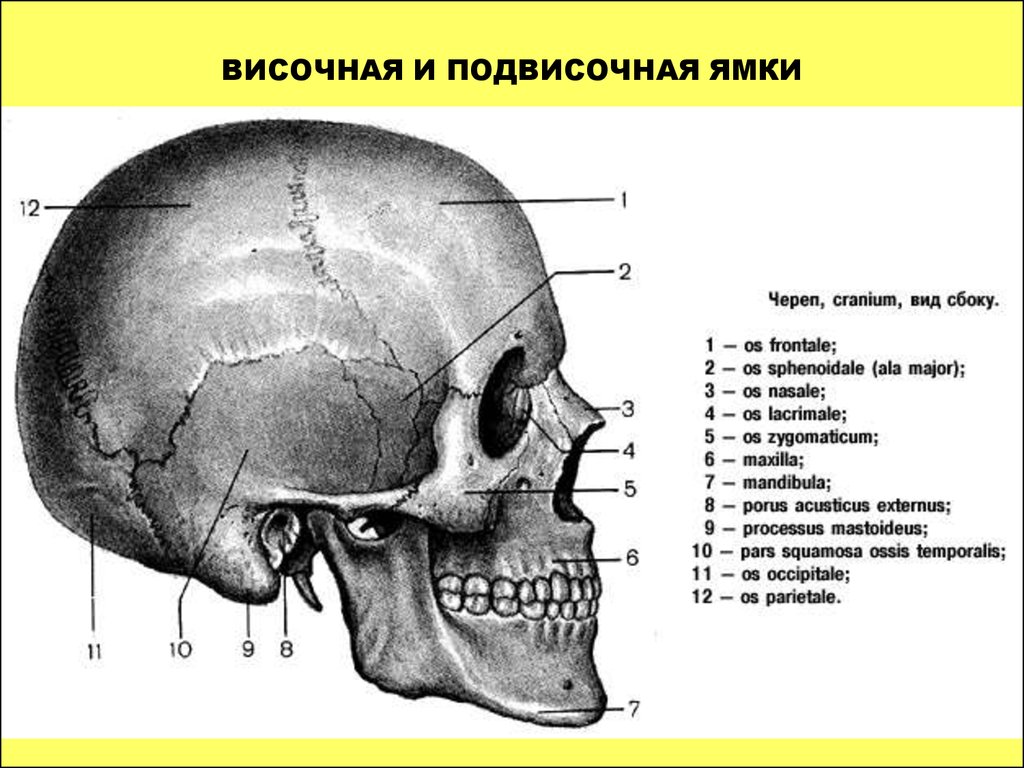 В правом черепе. Височная и подвисочная ямки черепа. Подвисочная ямка черепа. Височная ямка черепа границы. Височная подвисочная и крыловидно-небная ямки.