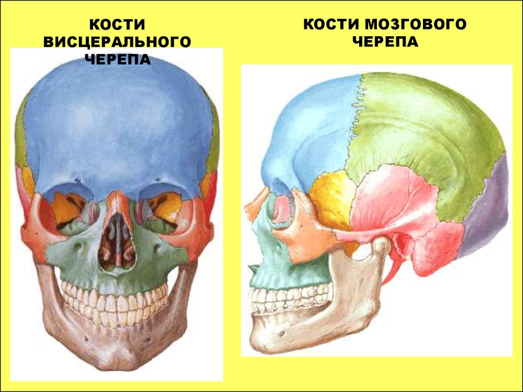 Мозговая лицевая часть черепа. Кости мозгового отдела черепа. Анатомия черепа. Кости мозгового черепа.. Кости мозгового отдела черепа человека строение. Кости мозгового отдела черепа человека анатомия.