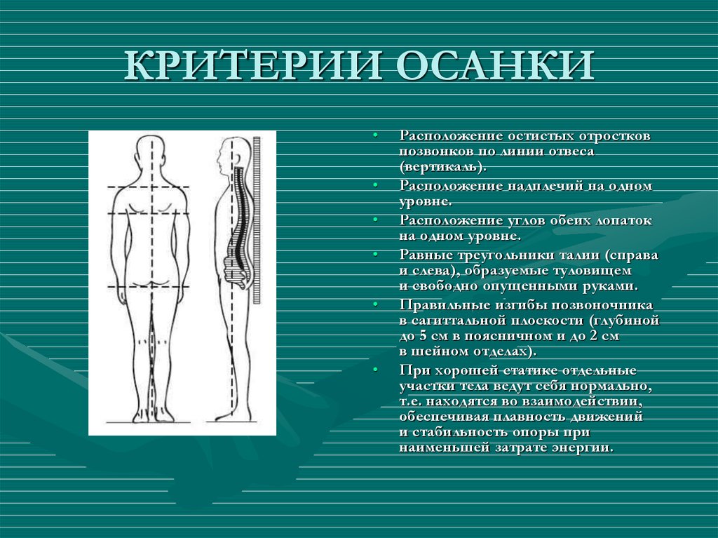 Осанкой называется. Критерии осанки. Треугольники талии. Треугольники талии симметричность. Углы лопаток на одном уровне.