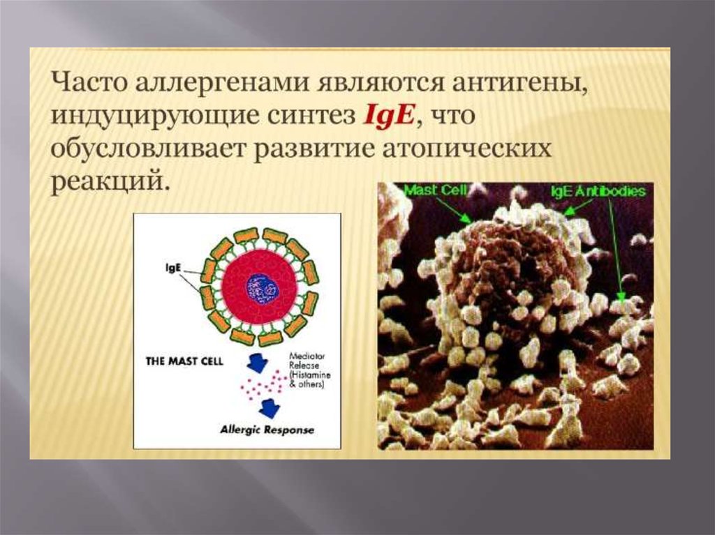 Презентация по патологии. Аутоиммунная патология презентация.