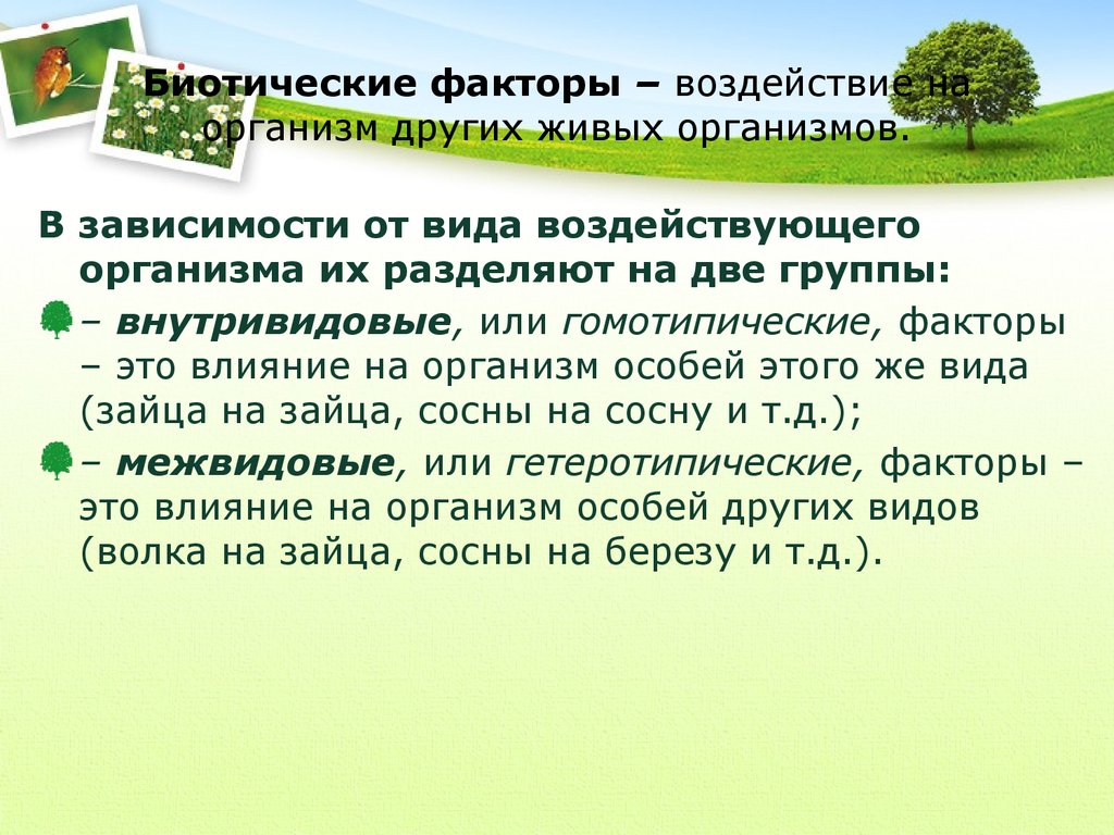 Биотические факторы и их влияние на живые организмы презентация