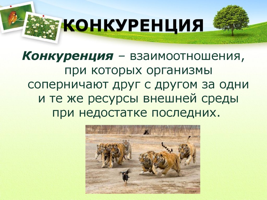 Презентация борьба за существование внутривидовая борьба межвидовая борьба