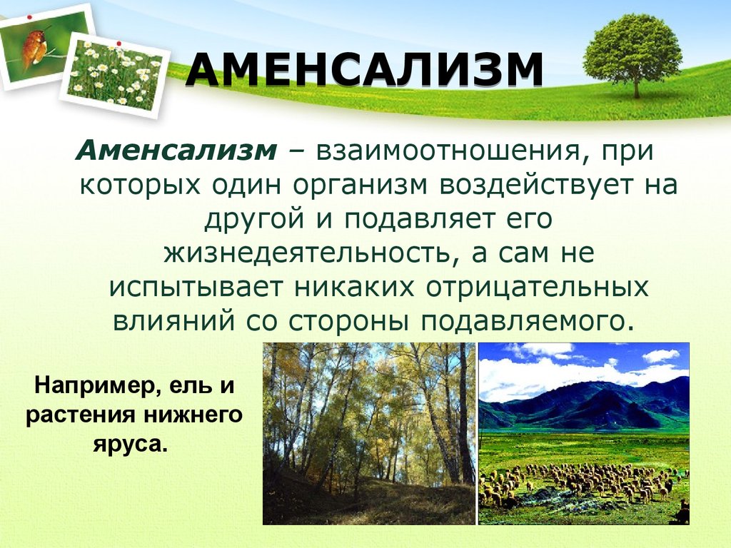 Аменсализм. Тип взаимодействия аменсализм. Биотические отношения аменсализм. Аменсализм Тип взаимоотношений. Аменсализм примеры.