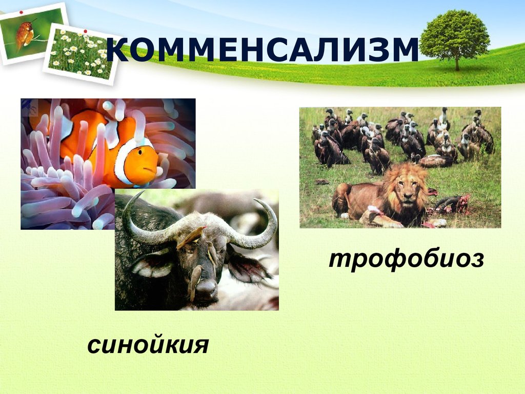 Комменсализм